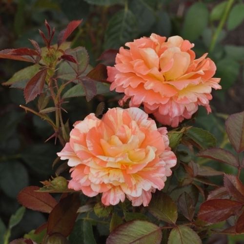 Shop - Rosa Vizantina™ - orange - weiß - floribundarosen - diskret duftend - PhenoGeno Roses - -